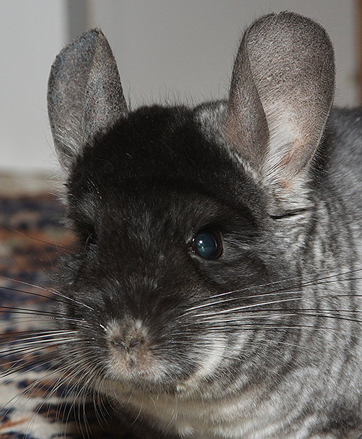 Maxi_Chinchilla